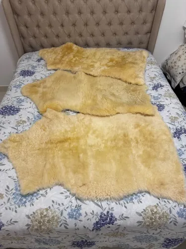 3 Peças de Pele de Ovelha Natural de Gramado.