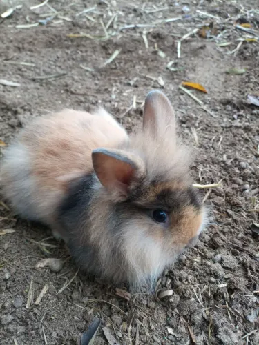 Coelho de raça mini laon 