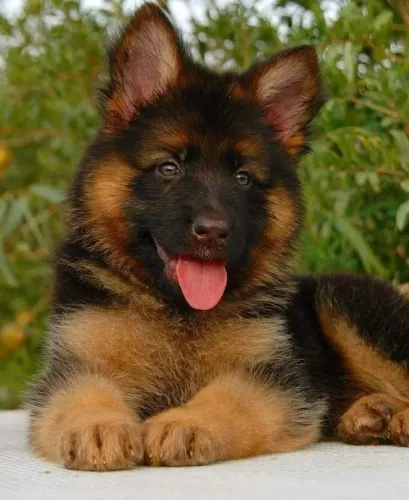 Filhote de Pastor Alemão,  a partir de hoje 
