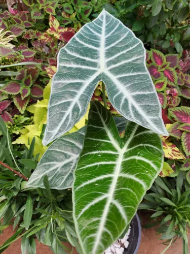Alocasia Amazonica - Linda planta ornamental