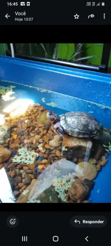 Masseira que serve de aquaterrário