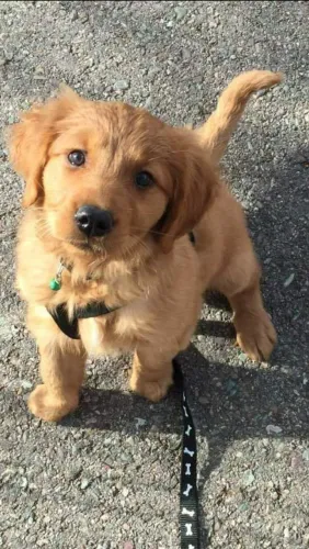 Filhote Golden Retriever: Amigo e Companheiro para mais de 15 anos 