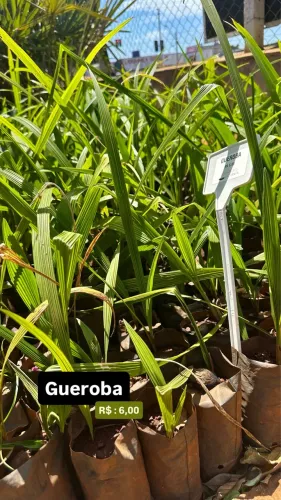 Muda de Gueroba