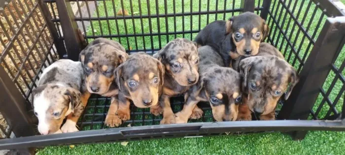 Basset Teckel Salsichinha de Pura Energia e Amor te Espera!