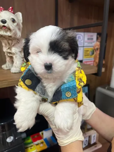 Lhasa Apso Pequeno com pedigree e temperamento estável