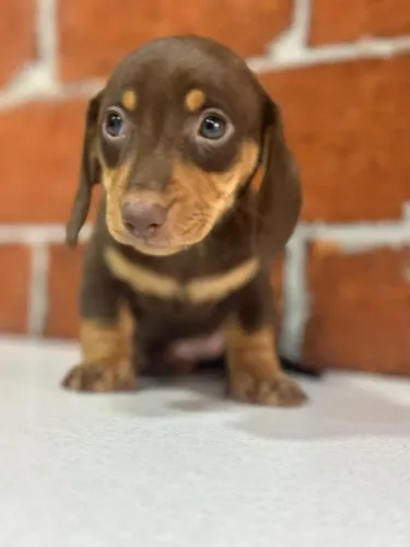 dachshund com 50 dias