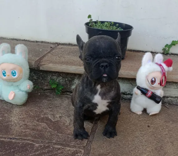 Bulldog Francês : Machos Disponível 