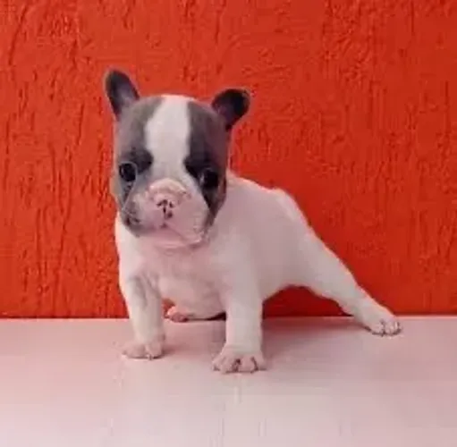 Bulldog francês  gordinhos 