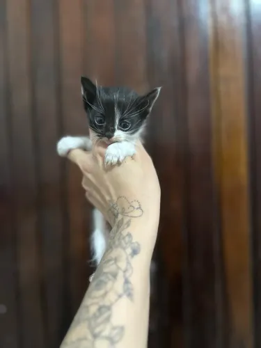 Gatinhos para doação 