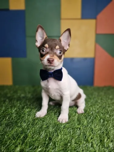 Lindo filhote de Pinscher macho cheio de charme e amor