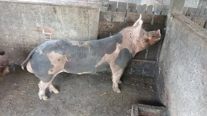 Porco sarado