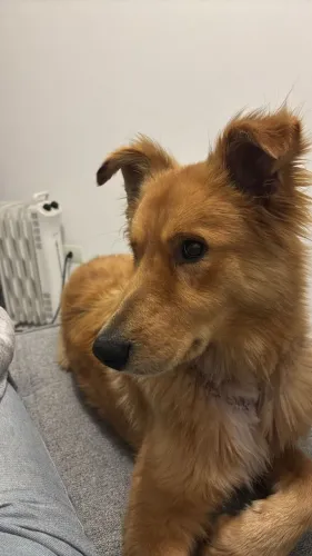 Cachorro macho de médio porter, dócil para doação
