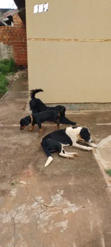Cachorro