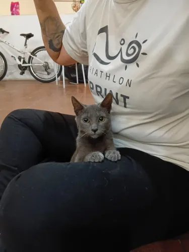 Gatinha cinza dócil