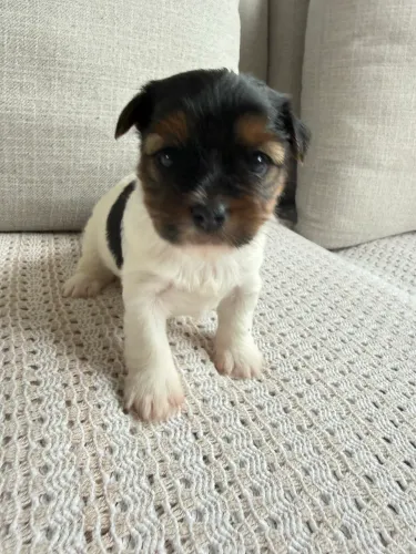 Cachorro filhote Terrier Biwer