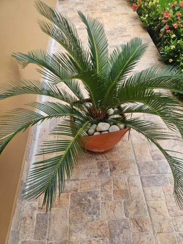 Palheira cica junto com vaso