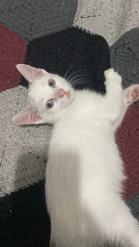 Gatinho para doação 