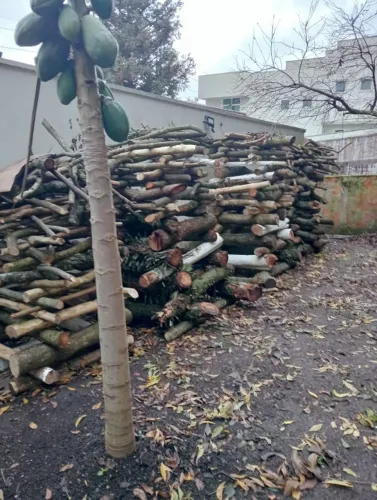 Lenha doação 