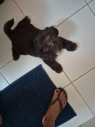 Shih-tzu fêmea chocolate 