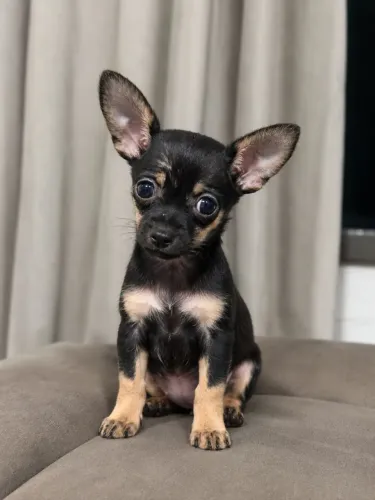 Pinscher filhote macho 0