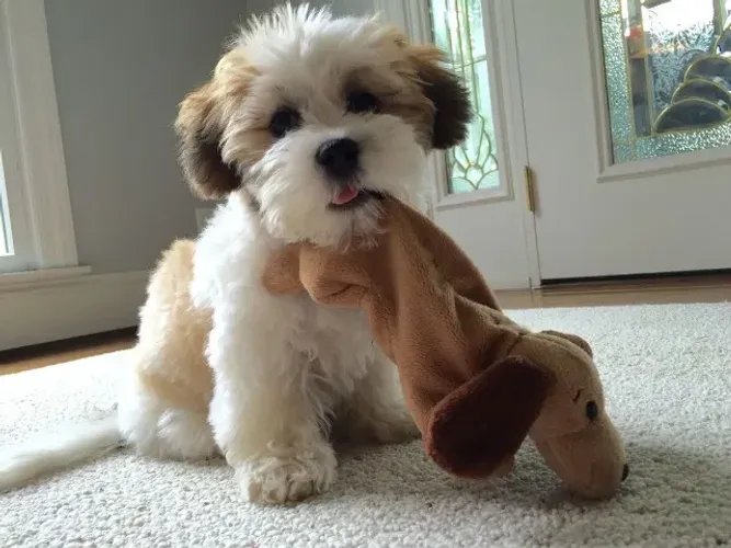 Lhasa Apso macho Filhotes Lindos e Cheios de Alegria