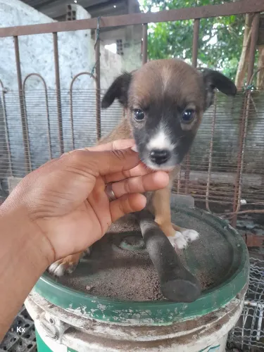 Lindos filhotes de cachorro.  doação consciente 