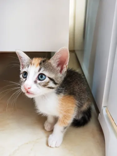 Gatos filhotes para adoção responsável