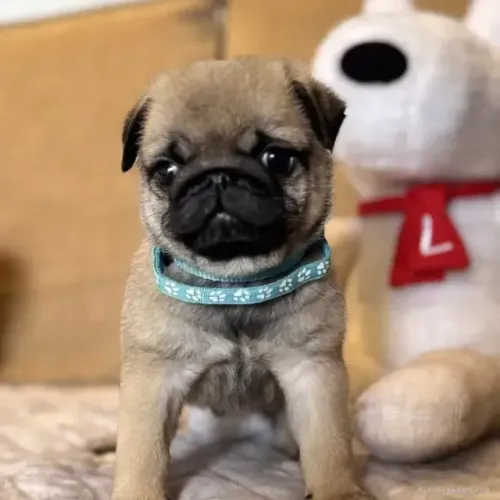 Filhote de cachorro pug dócil e brincalhão com contrato de saúde
