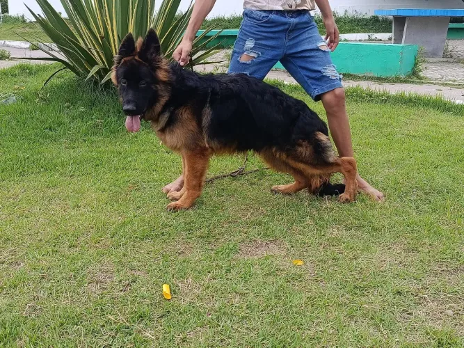Filhote de pastor Alemão pelo longo disponível