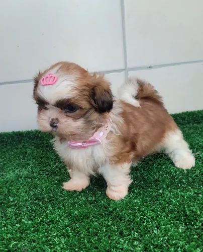 SHIH-TZU FÊMEA!! CANIL REGISTRADO 