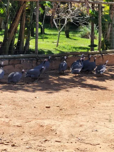 15 Angolas