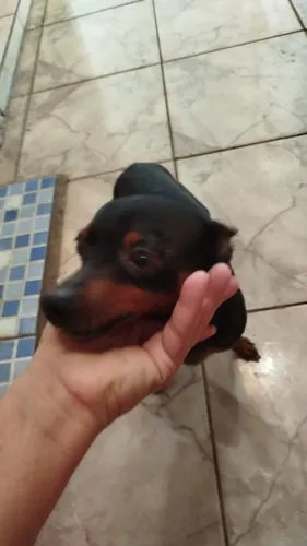 Doa-se Pinscher