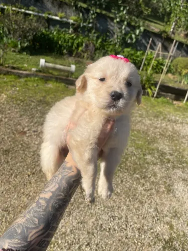 Golden Retriever com Pedigree