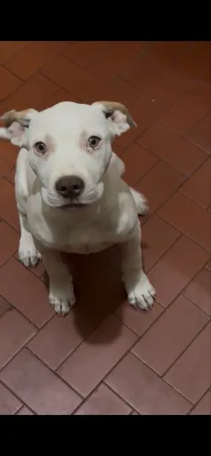 Pitbull