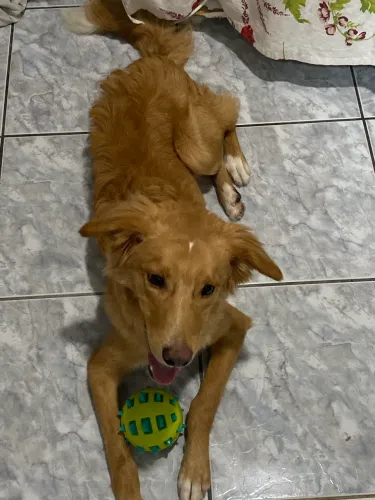 Cachorro