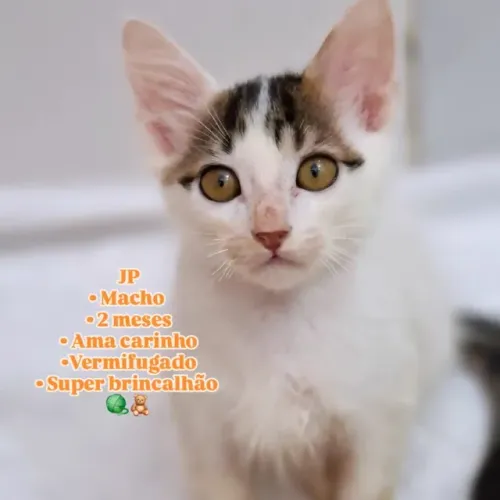 Gatinho de 2 meses para adoção