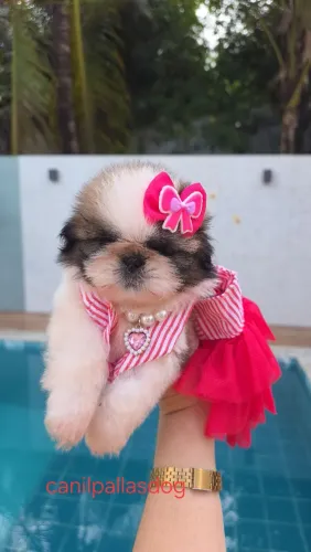 Shih tzu macho e fêmea disponível. 