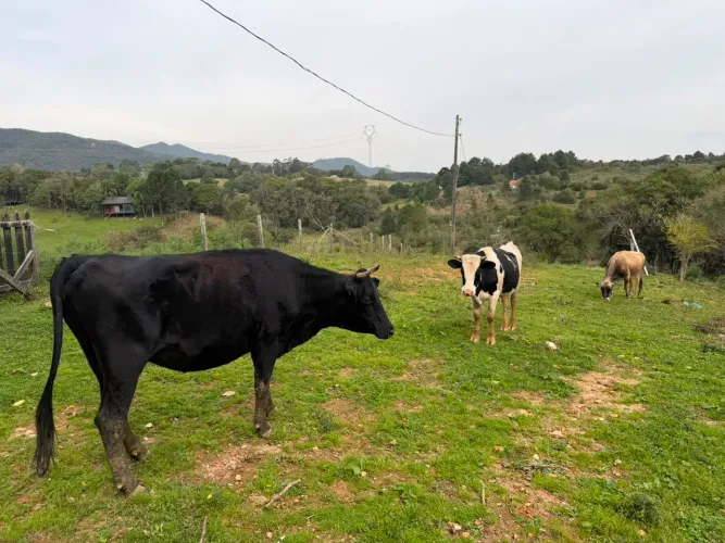 Vendo lote de 3 Bovinos BOI+2 Vacas prenhas