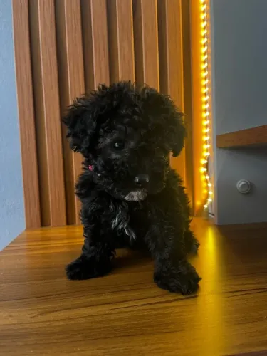 poodle black