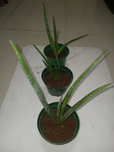 Muda de babosa aloe  vera