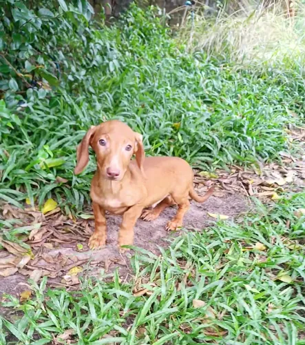 FILHOTE DACHSHUND MINIATURA PELO CURTO