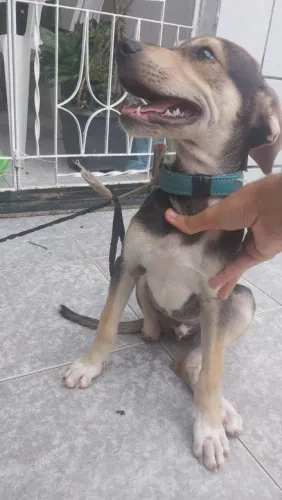Cachorro para adoção