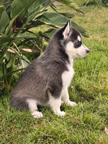 FILHOTINHA HUSKY SIBERIANO (ÚLTIMA)