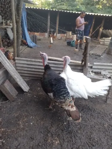 Casal de perú 