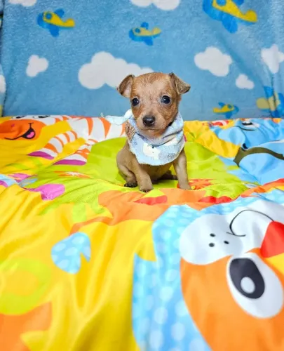Filhote de cachorro Pinscher/Pincher/Pinsher/Pintier companheiros, ativos e inteligentes