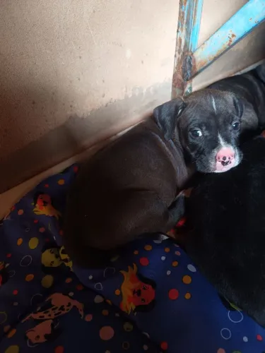 Venda de filhotes Pit Bull com Boxer 