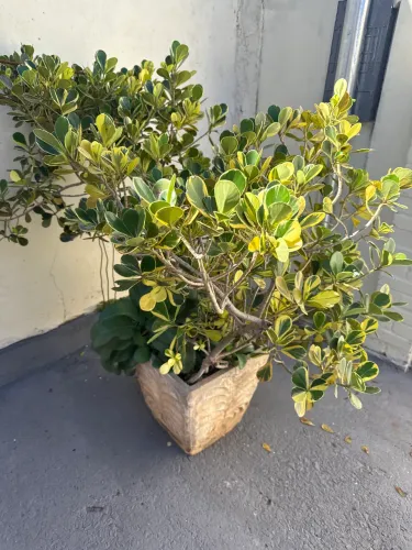 Vaso de plantas