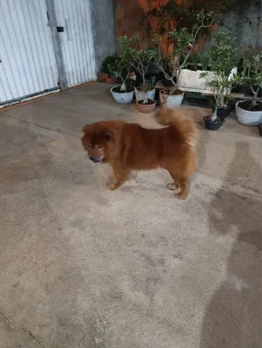 Vende-se chow chow