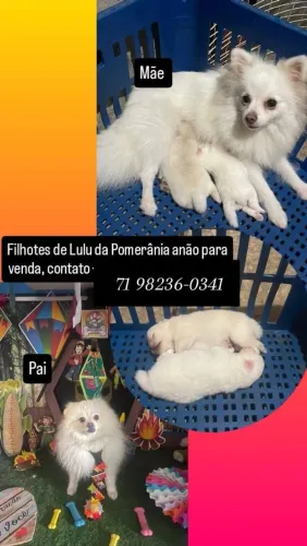 Vendo filhotes de Lulu