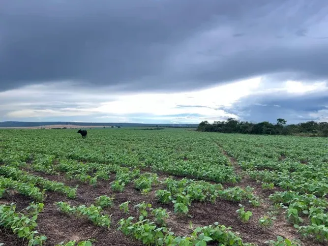 Fazenda Sitio D Abadia- Goias (café,laranja,soja)